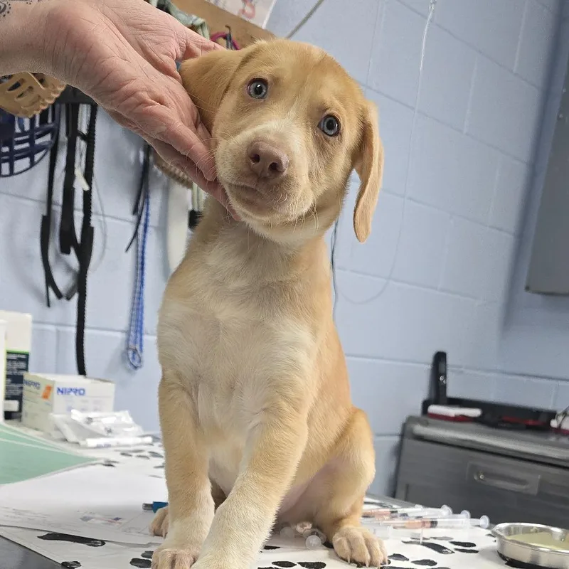 A baby small-sized male Yellow / Tan / Blond / Fawn Mixed Breed dog named Licorice for adoption in Yanceyville, NC