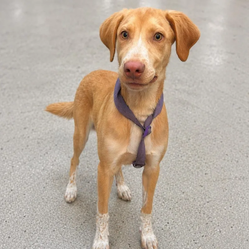 Licorice thumbnail 2