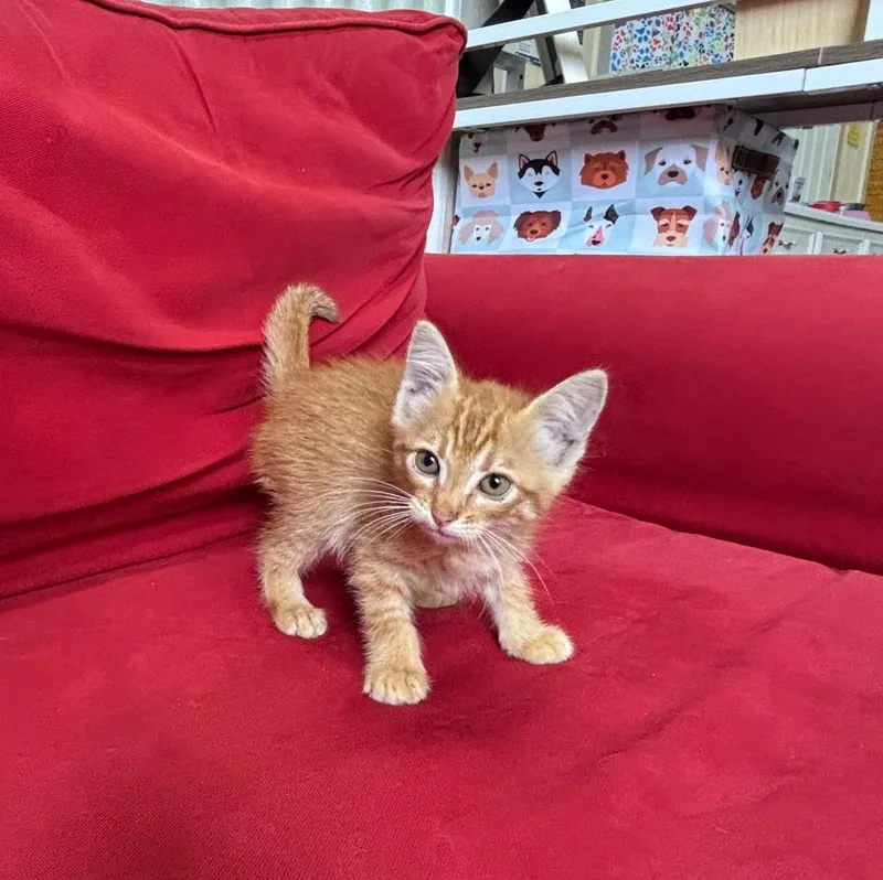 A baby medium-sized male Domestic Medium Hair cat named Monkey for adoption in Luling, TX