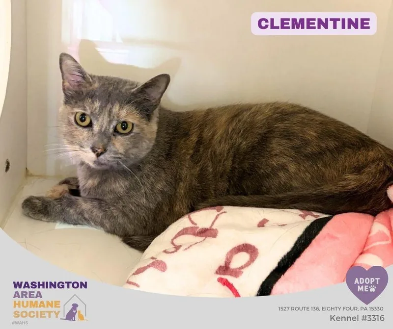 An adult medium-sized female Dilute Tortoiseshell Domestic Short Hair cat named Clementine for adoption in Eighty Four, PA