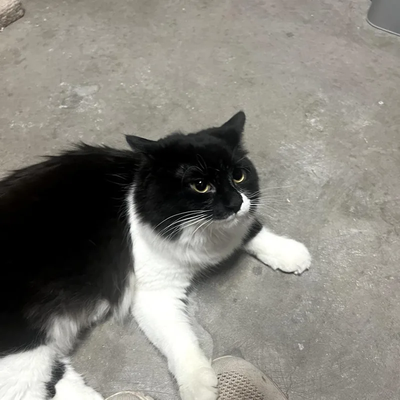 A young medium-sized female Domestic Medium Hair cat named Lily Pad SB for adoption in Las Vegas, NV