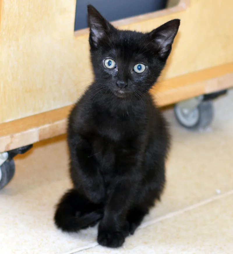 A baby medium-sized female Domestic Short Hair cat named Taylor for adoption in San Clemente, CA