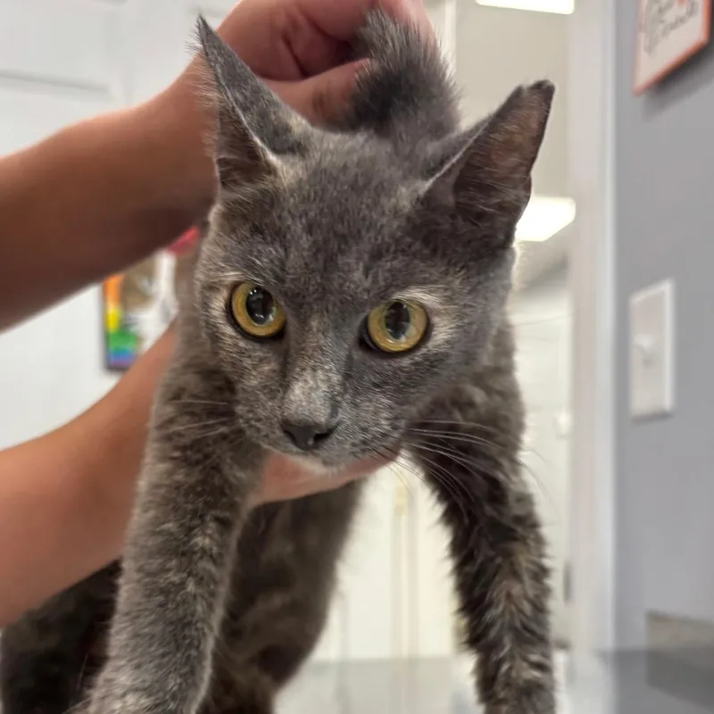 An adult medium-sized female Gray / Blue / Silver Domestic Short Hair cat named Hoot for adoption in Fairmont, WV