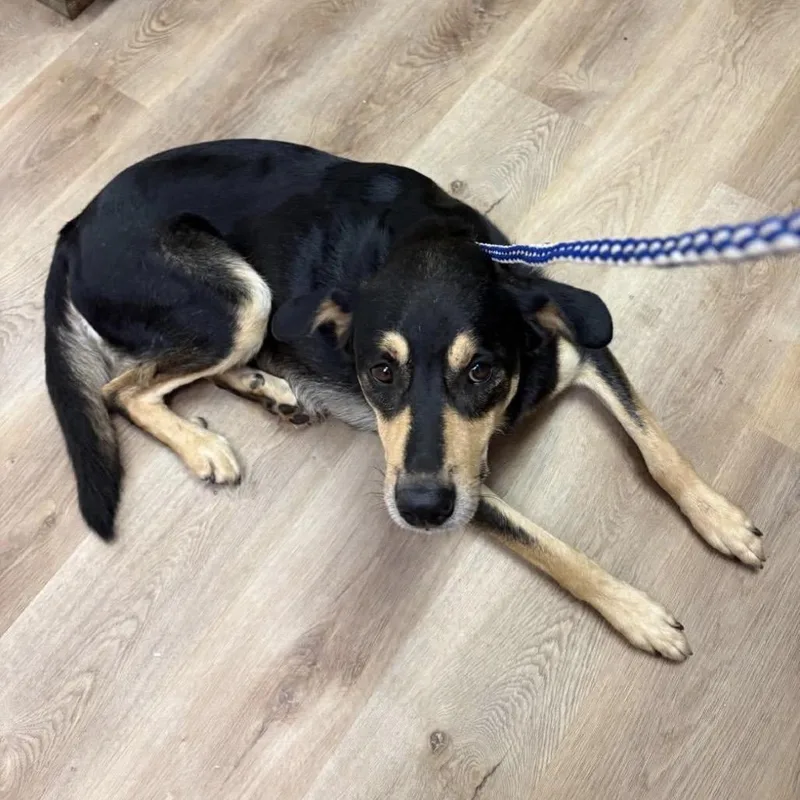 An adult medium-sized male Shepherd dog named Buttons for adoption in Enterprise, AL