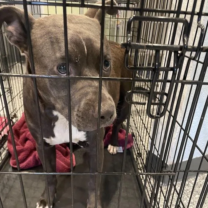 A young medium-sized female Gray / Blue / Silver Mixed Breed dog named Lil Two for adoption in Port Charlotte, FL