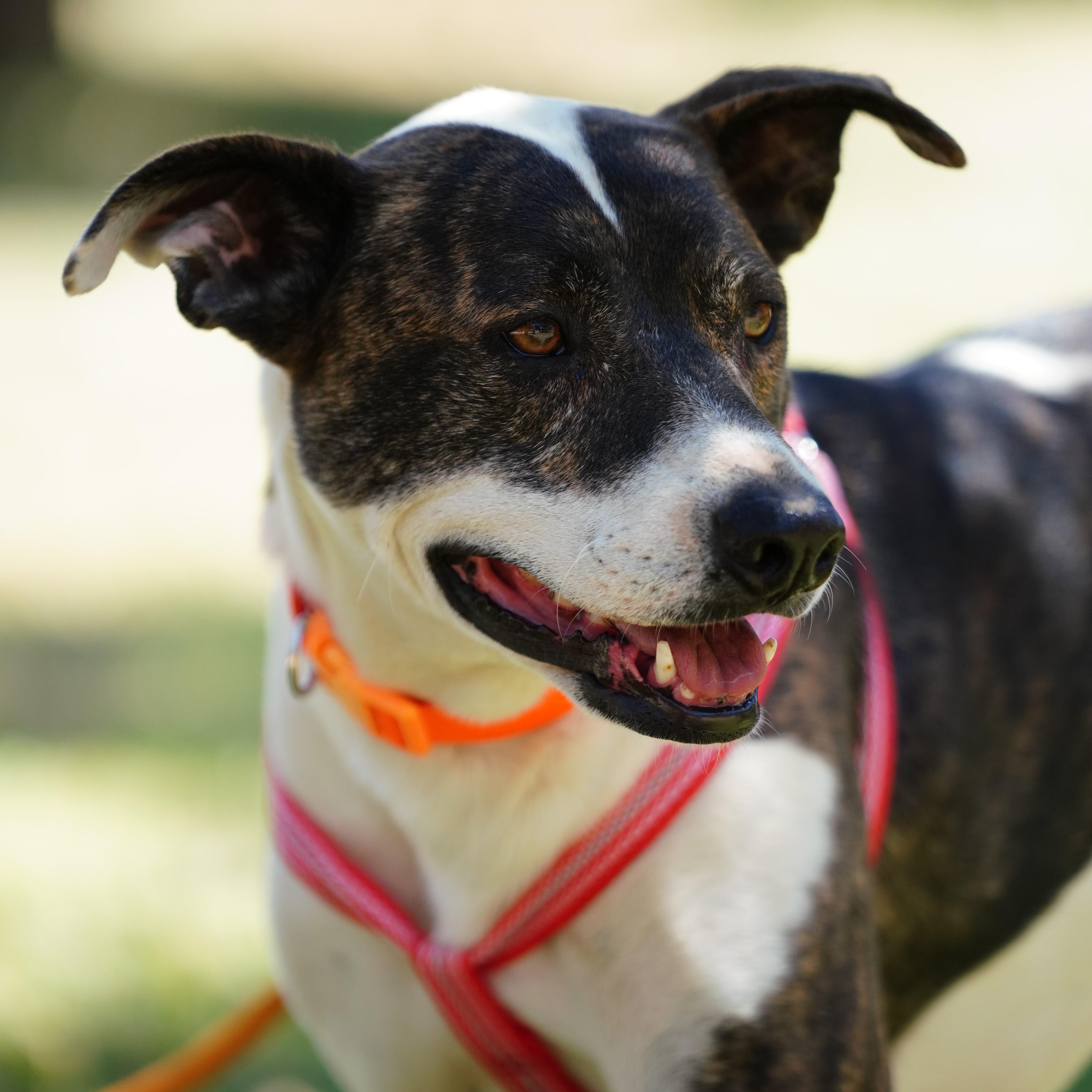An adult medium-sized female American Staffordshire Terrier dog named Sarah for adoption in Orange, CA