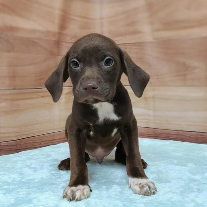 A baby medium-sized male Brown / Chocolate Labrador Retriever dog named Echo for adoption in Griswold, CT