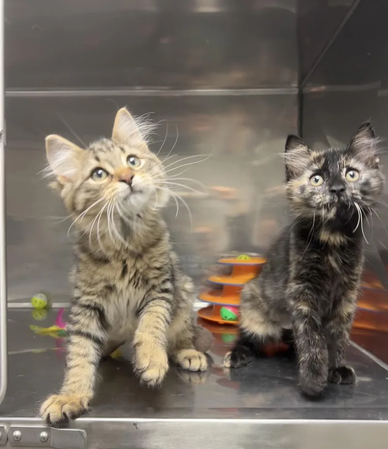 A baby medium-sized male Tabby (Brown / Chocolate) Domestic Long Hair cat named Ebony and Teak for adoption in Montville, NJ