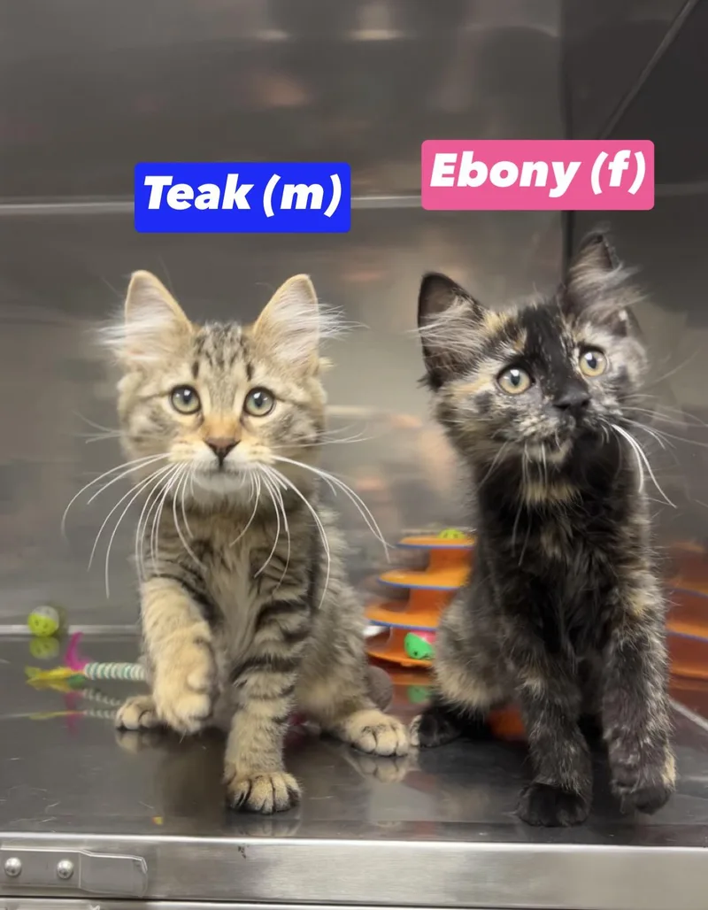 Ebony and Teak thumbnail 2