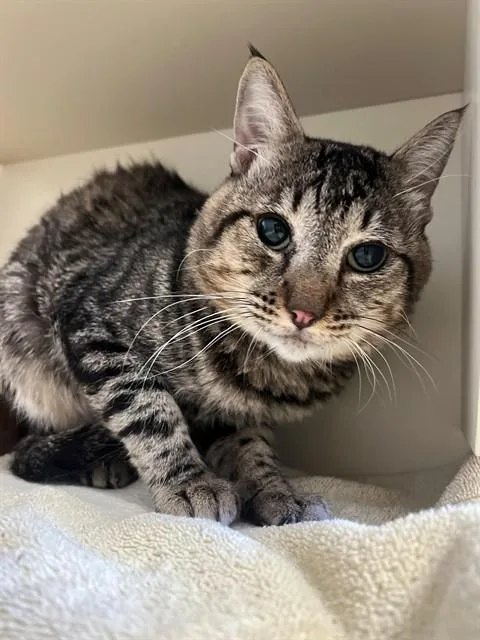 An adult small-sized male Domestic Long Hair cat named Samuel for adoption in Blythe, CA