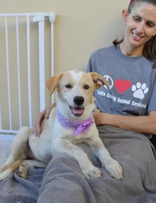 A baby large-sized female Mixed Breed dog named Blabber for adoption in McKinney, TX