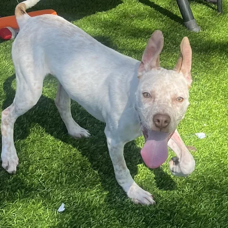 A baby medium-sized male White / Cream Pit Bull Terrier dog named Pablo for adoption in Las Vegas, NV