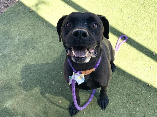 An adult large-sized male Pit Bull Terrier dog named Bruno for adoption in Phoenix, AZ