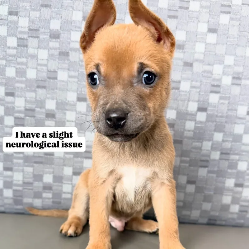 A baby medium-sized male Mixed Breed dog named Pooh for adoption in Henderson, NV