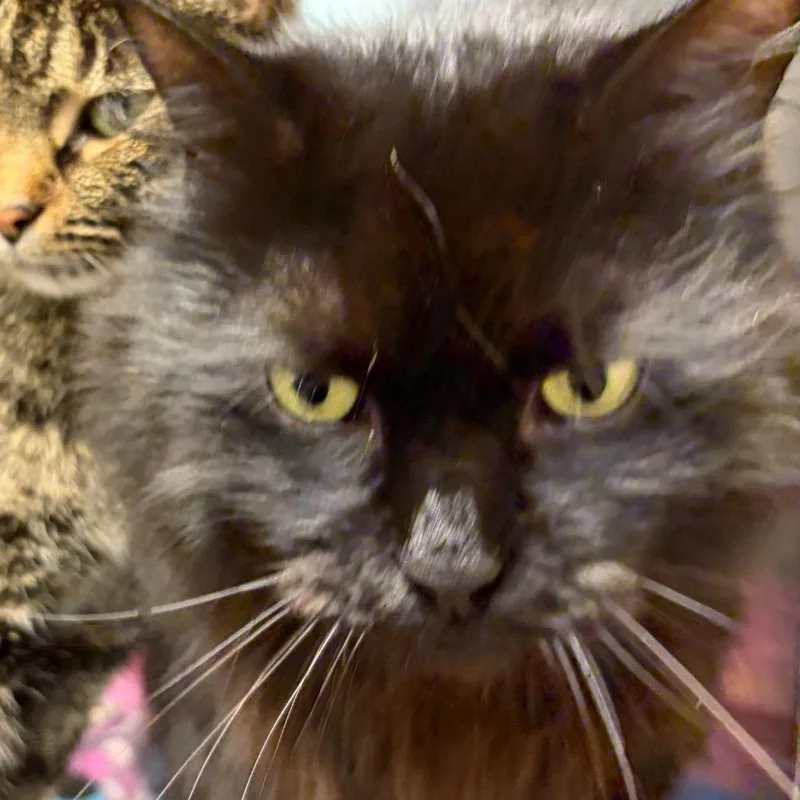 An adult medium-sized female Black Domestic Short Hair cat named Peppy for adoption in Ashtabula, OH