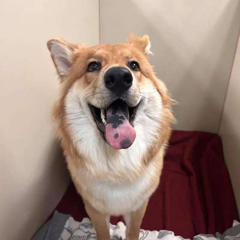 An adult large-sized female Chow Chow dog named Vixen for adoption in Flagstaff, AZ