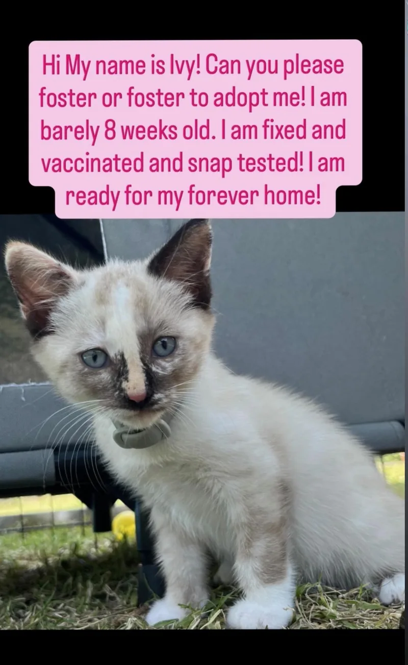 A baby small-sized female Domestic Short Hair cat named Ivy for adoption in Fullerton, CA