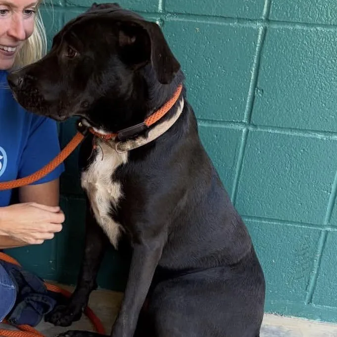 A young large-sized male Pit Bull Terrier dog named Mochi for adoption in Charlotte, NC