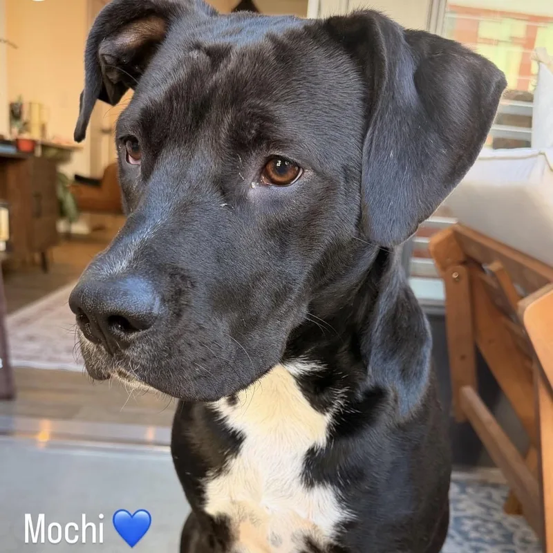 Mochi thumbnail 3
