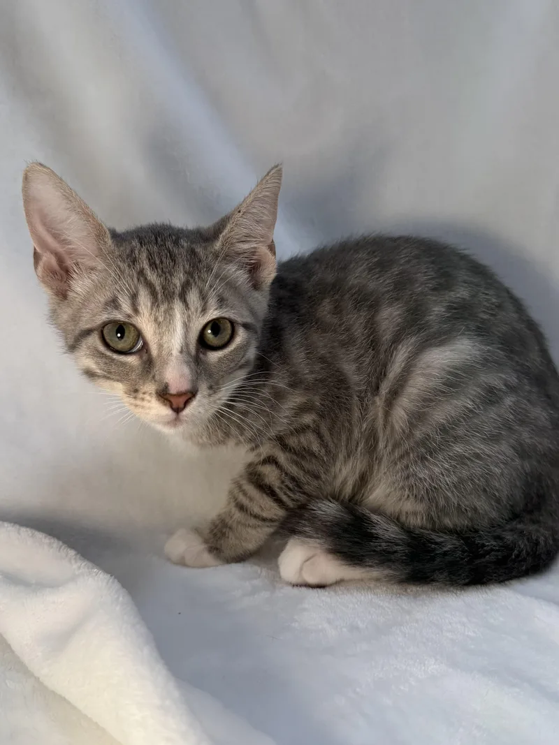 A baby medium-sized male Tabby (Gray / Blue / Silver) Domestic Short Hair cat named Indie for adoption in Greensboro, NC
