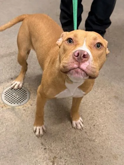 A baby medium-sized female Brown / Chocolate Pit Bull Terrier dog named Lottie for adoption in Cleveland, OH
