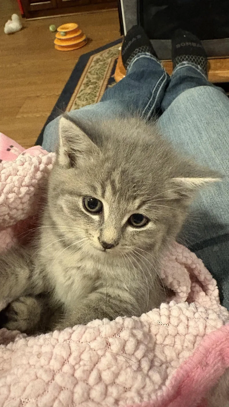 A baby medium-sized female Domestic Short Hair cat named Rascal for adoption in White Bluff, TN