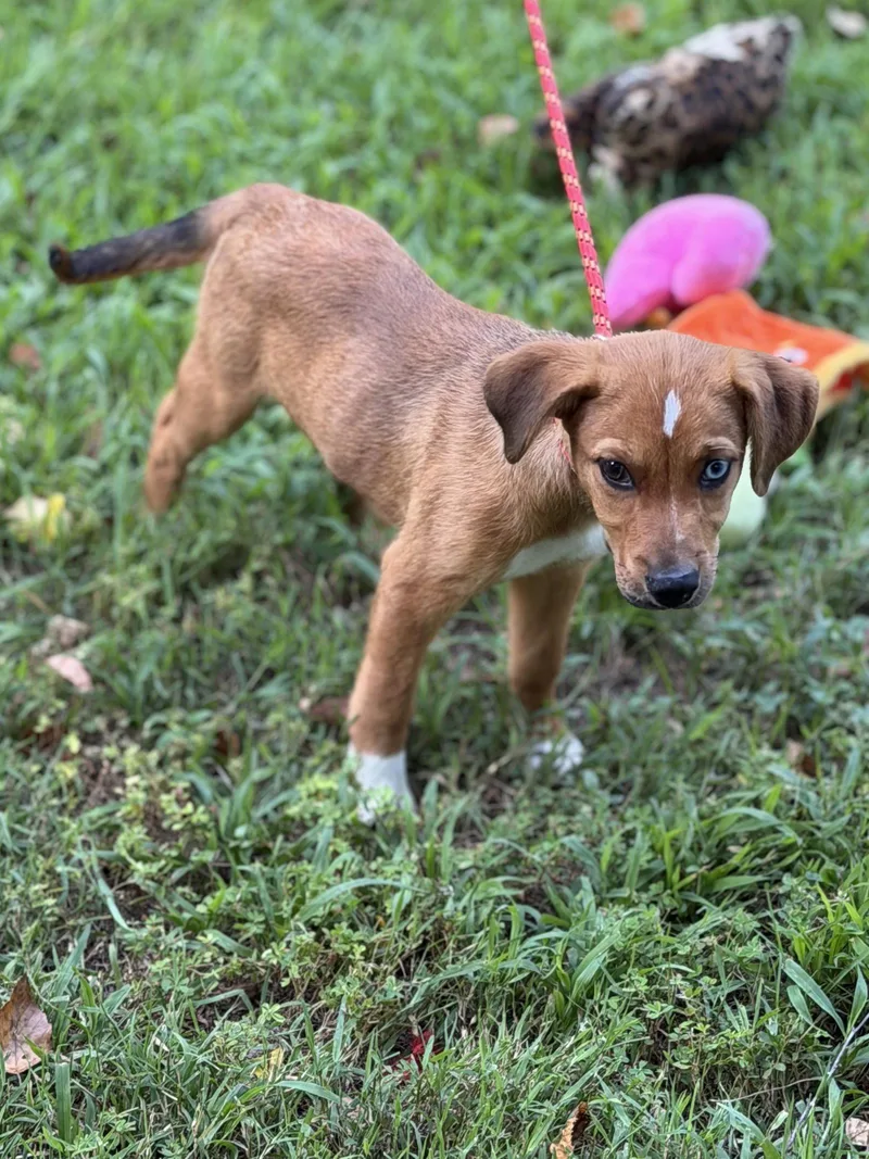 A baby small-sized female Hound dog named Patty for adoption in Locust Fork, AL
