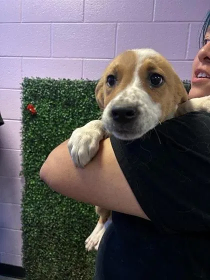 A baby medium-sized female Yellow / Tan / Blond / Fawn German Shepherd Dog dog named 61095714 for adoption in El Paso, TX