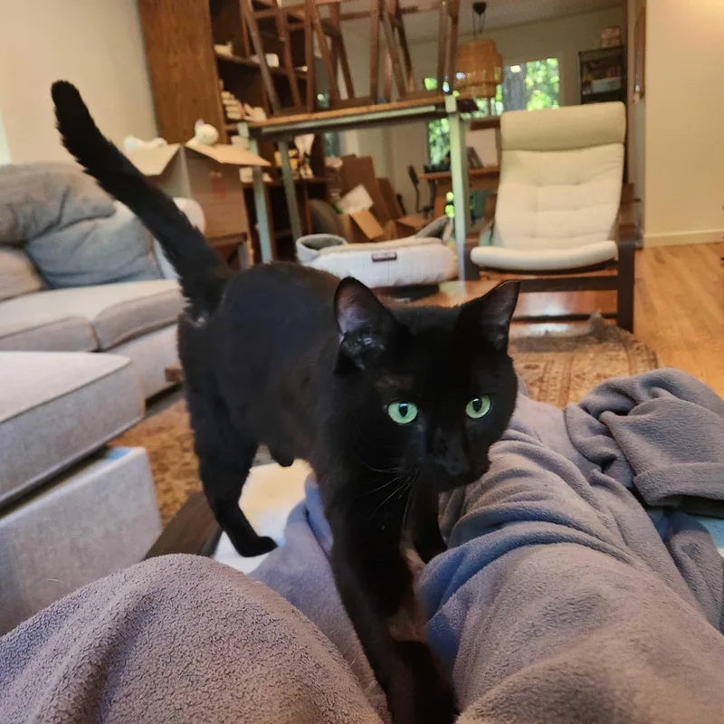 A young large-sized male Black Domestic Short Hair cat named Turlington for adoption in Seattle, WA