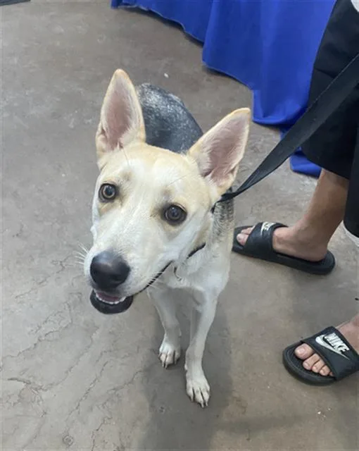 A young large-sized female Mixed Breed dog named Sammie for adoption in Dallas, TX