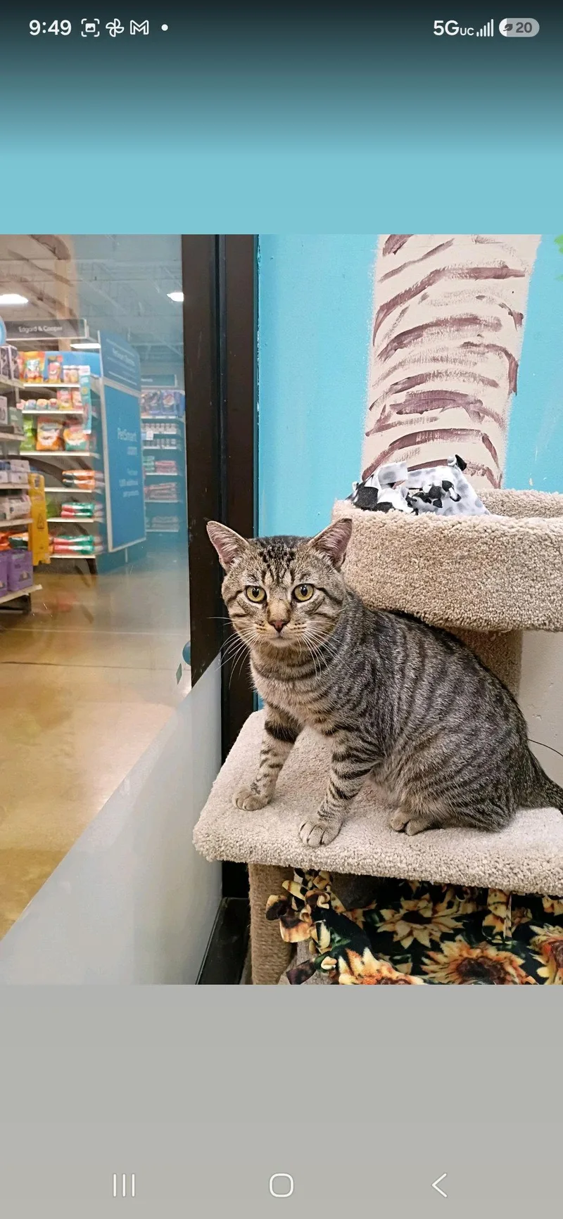 An adult medium-sized male Domestic Short Hair cat named Mr. Cool for adoption in Wheaton, IL