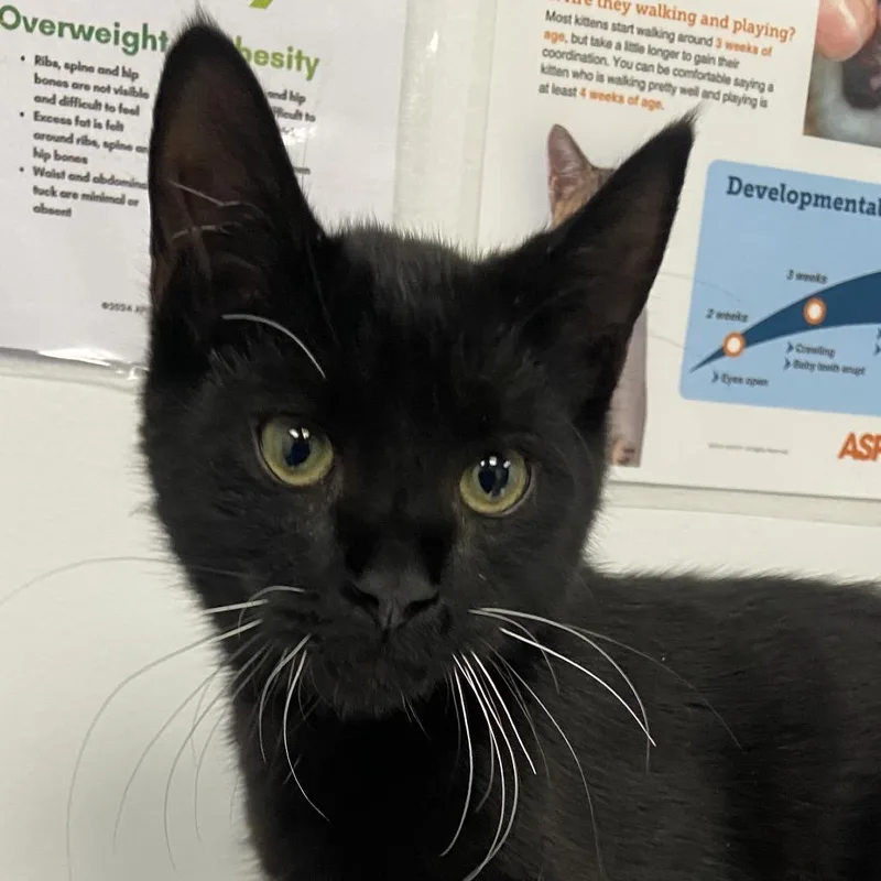 A baby small-sized male Black Domestic Short Hair cat named Batman for adoption in Allentown, PA