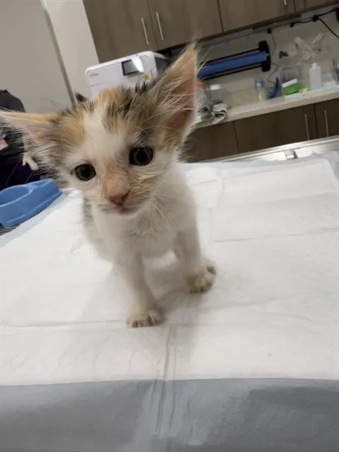 A baby small-sized female Domestic Short Hair cat named Fiona for adoption in Baytown, TX