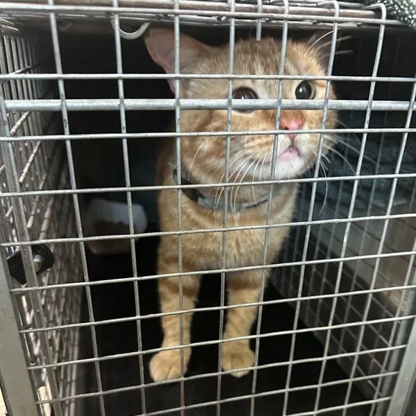 A young medium-sized male Domestic Short Hair cat named Mr. Purrfect for adoption in San Diego, CA