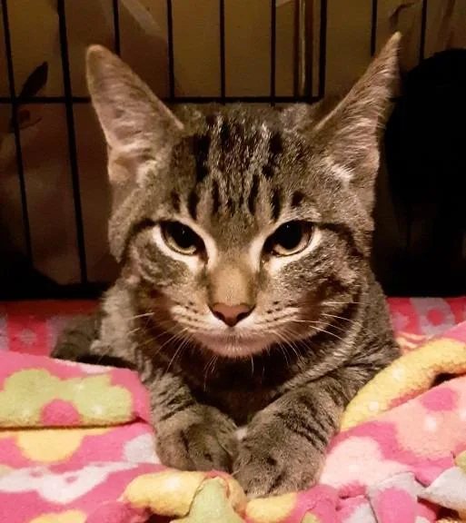A baby medium-sized male Domestic Short Hair cat named Artemis for adoption in Windsor, CT