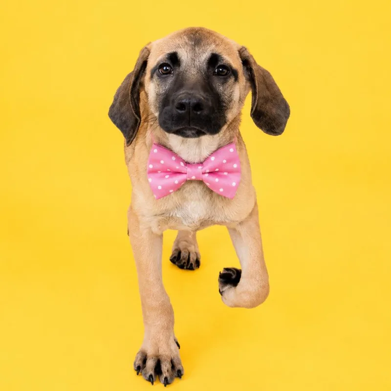 A baby medium-sized female Yellow / Tan / Blond / Fawn Mixed Breed dog named Skittles for adoption in Binghamton, NY