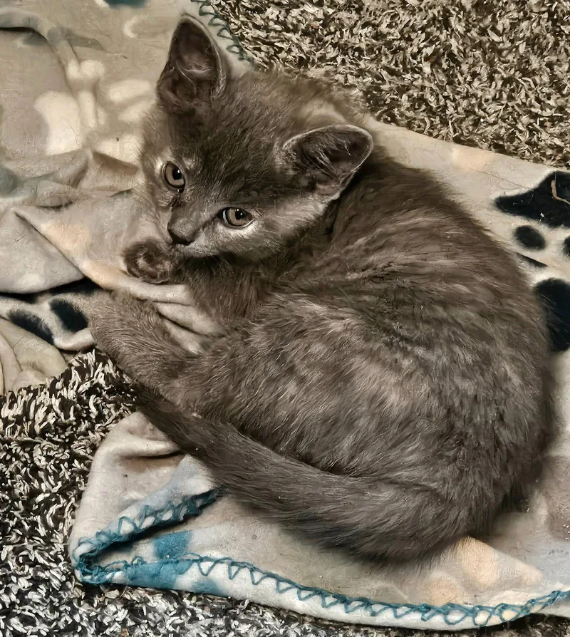 A baby medium-sized male Gray / Blue / Silver Domestic Medium Hair cat named Keanu for adoption in Magnolia Springs, AL
