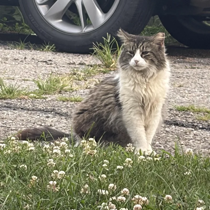 An adult medium-sized female Tabby (Brown / Chocolate) Tabby cat named Lil Mama and Pearl for adoption in Plain City, OH