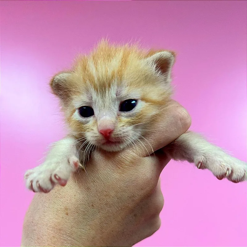 A baby small-sized female Orange / Red Domestic Short Hair cat named Wasabi for adoption in Hannibal, MO