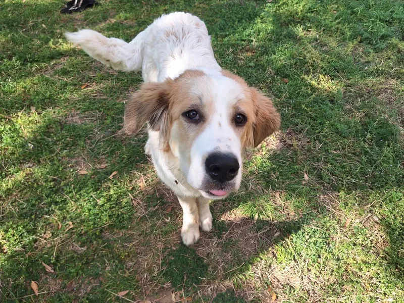 A young medium-sized female Great Pyrenees dog named Edith for adoption in Southlake, TX