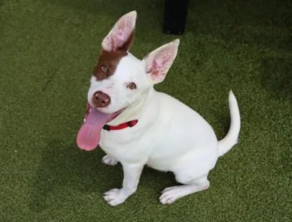 A young medium-sized male Mixed Breed dog named Eragon for adoption in Athens, GA