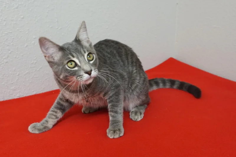 A young medium-sized male Domestic Short Hair cat named Terminator for adoption in Fountain Hills, AZ