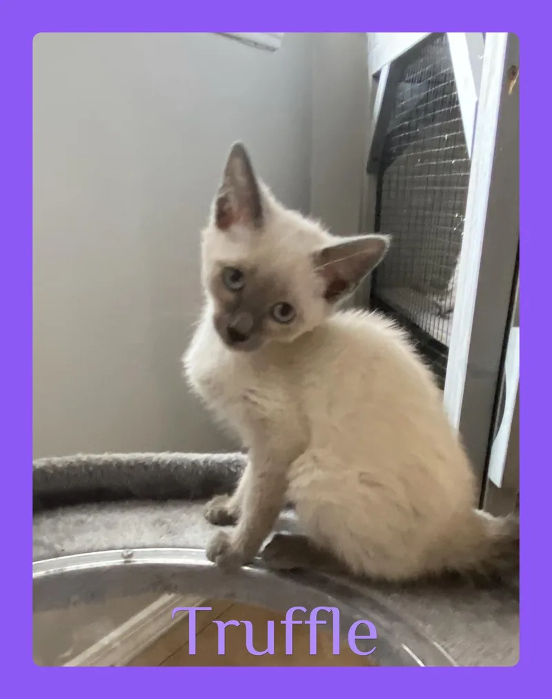 A baby medium-sized female Cream / Ivory Siamese cat named Truffle for adoption in Lawton, OK