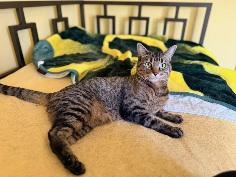 An adult medium-sized female Tabby cat named Amber for adoption in Plano, TX