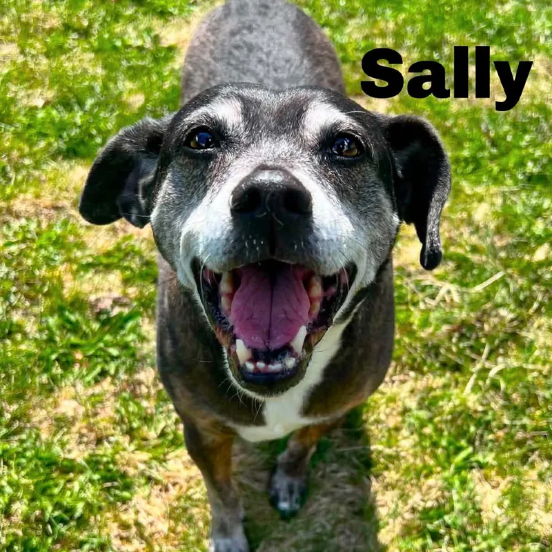 A senior medium-sized female Brindle Mixed Breed dog named Sally for adoption in Escanaba, MI
