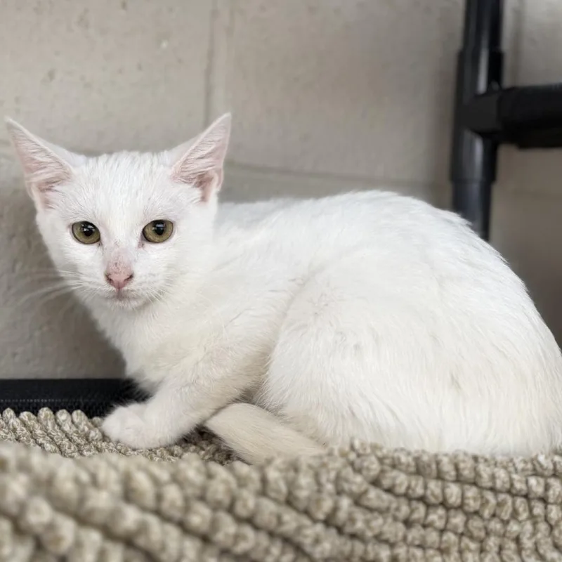 A young small-sized female White Domestic Short Hair cat named Gabby Gabby for adoption in Gloucester, VA