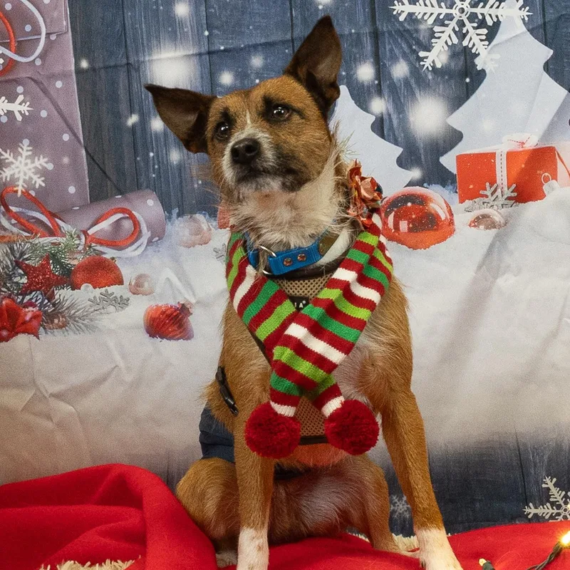 An adult small-sized male Tricolor (Brown, Black, & White) Wirehaired Terrier dog named Baxter for adoption in Cedar Mountain, NC