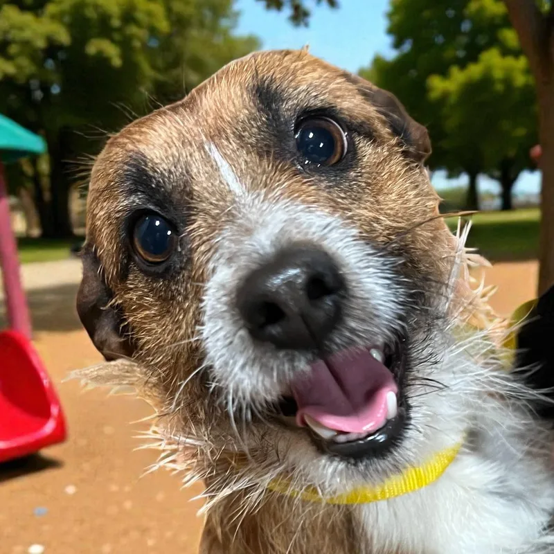 Baxter thumbnail 2
