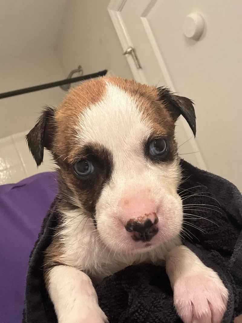 A baby medium-sized male Catahoula Leopard Dog dog named Wawa for adoption in Holly Springs, NC