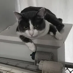 An adult medium-sized male Gray & White Domestic Short Hair cat named Pablo for adoption in Springfield, MO
